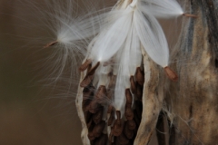 Milkweed-Pod-v-2187