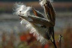 Milkweed-Pods-v-1103