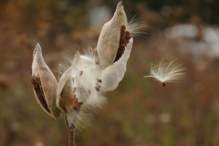 Milkweed-Sanbanks-2188