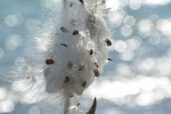 Milkweed-Seeds-3932