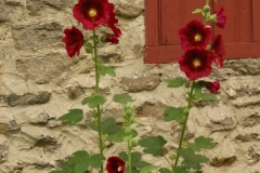 Picton Macaulay Hollyhocks (v) #1900