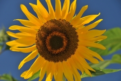 Sunflower Blue Sky #2860