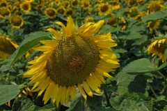 Sunflower Close-up #959