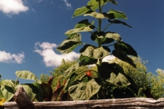 Sunflower Fence (v) #555