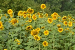 Sunflower Field Cherry Valley #3416