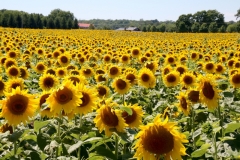 Sunflower Field Waupoos #3417