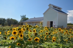 Sunflower-Millefleurs-Shed-4000