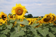 Sunflower-Tall-in-Field-3852