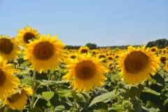 Sunflowers Four Field #3419