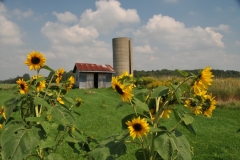 Sunflowers Silo #2863