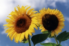 Sunflowers Two Clouds #478