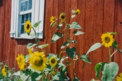 Sunflowers-Window-3854