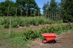 Wheelbarrow-in-Garden-3996