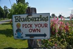 Food Blueberry Sign #3148