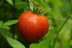Food Tomatoe #1837