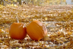 Pumpkins Two Fall #3323