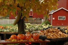 Vegetable Stand Picton #711 a