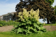 Waupoos Rhubarb #2717