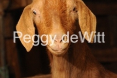 Goat-Brown-v-2387