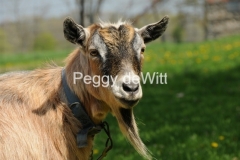 Goat-Derrick-Closeup-2389