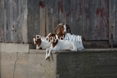 Goats-Relaxing-3262