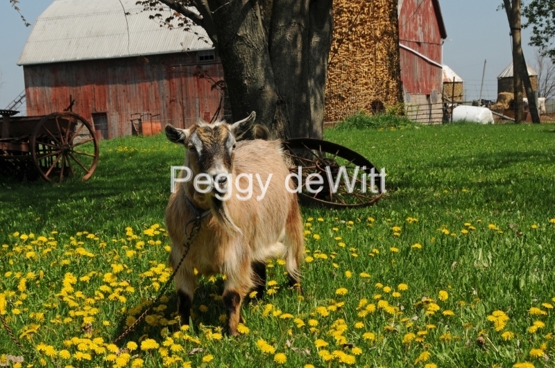 Goat Derrick #2388