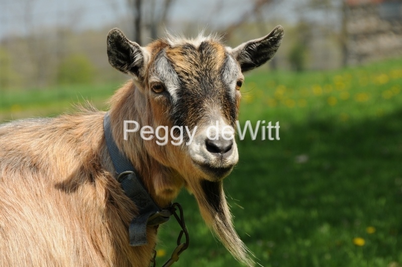Goat Derrick Closeup #2389