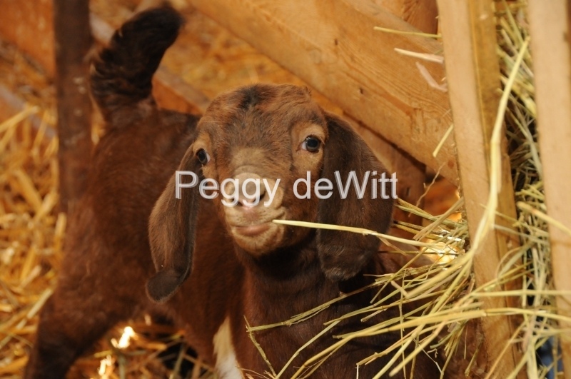 Goat Kid Brown #2390