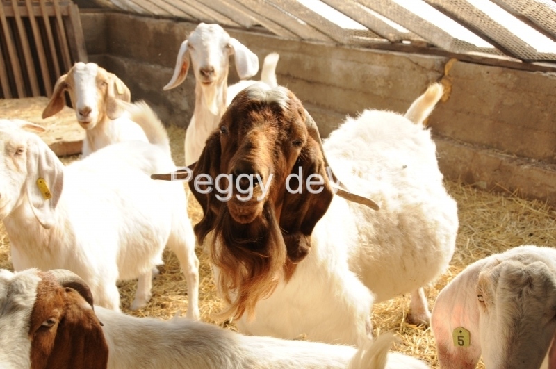 Goats Herd #2168