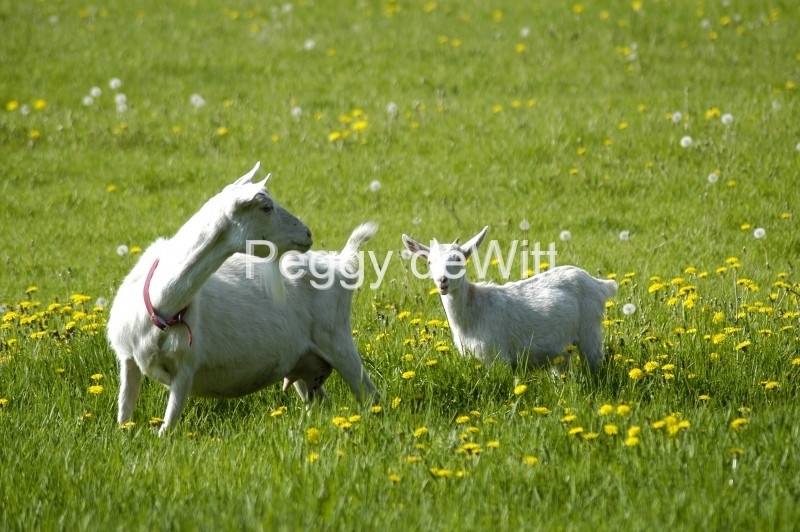 Goats White #677