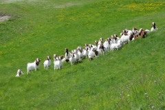 Goats Diagonal #2391