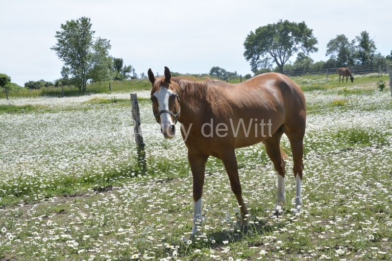 Horse-Daisies-3736