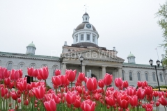 Kingston-City-Hall-Tulips-1855