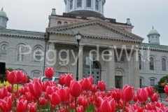 Kingston-City-Hall-Tulips-v-1856