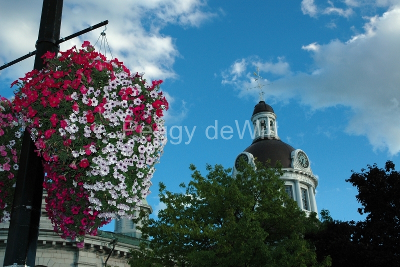 Kingston City Hall Flowers #1422