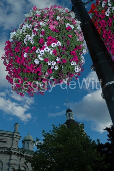 Kingston City Hall Flowers (v) #1423