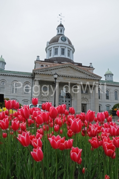 Kingston City Hall Tulips (v) #1856