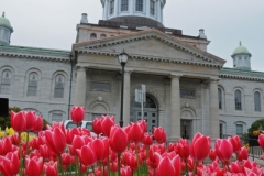 Kingston City Hall Tulips (v) #1856