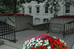 Kingston Petunias #1485