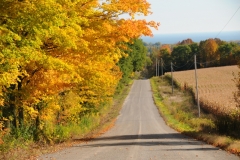 Colborne Road Fall #2360