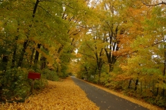 Lane Mailbox Fall #1546