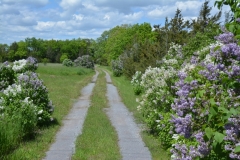 Lilacs-Path-3751