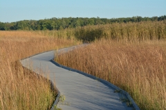 Presquile Marsh Boardwalk Fall #3316