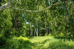 Trees Birch Woods #1946