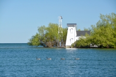 Lighthouse Pt Traverse Geese #3582