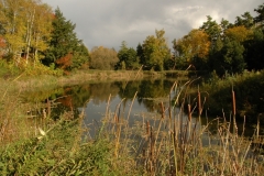 Pond Bulrushes #962