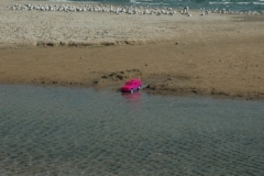 North Beach Pink Truck (v) #1879