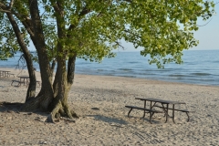 North Beach Tree Table Sal #3303