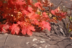 Parry Sound Fall Colours #1884