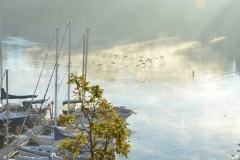 Picton Bay Misty Birds #3595